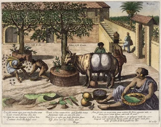 Indiske produkter, illustration fra 